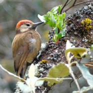 Smoky-brown Woodpecker 